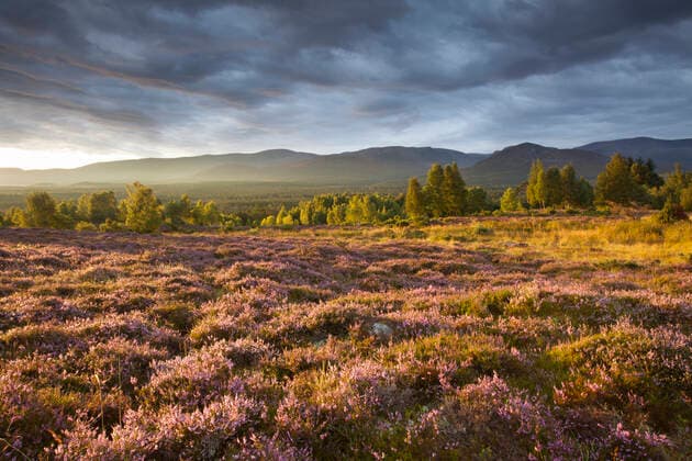 Heather moorland in flower, birch woodland and Cairngorm mountain range, Cairngorms National Park, Scotland, UK,  1553677 SCOTLAND:xThexBigxPicture