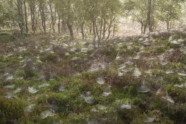 Dew-covered spider s webs in birch woodland, Cairngorms National Park, Scotland, UK, July 2011.  1553680 SCOTLAND:xThexBigxPicture