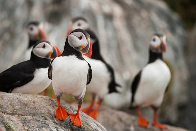 Atlantic puffic, (Fratercula arctica), Machias Seal Island, Bay of Fundy, New Brunswick, Canada, August.  1554310 NickxHawkins