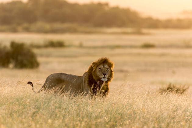 African lion (Panthera leo) standing in dry grass at sunset, Masai Mara Game Reserve, Kenya.  1556319 Denis-Huot