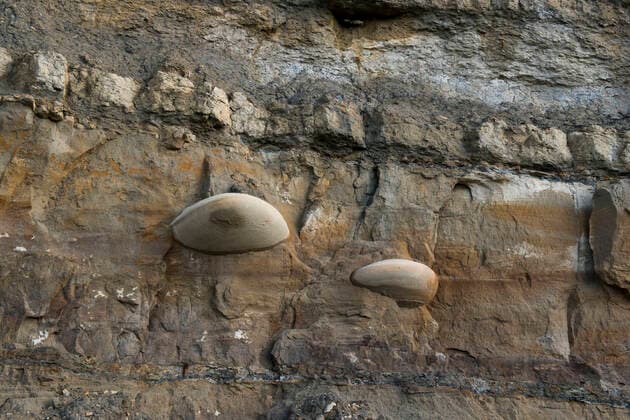 Cemented nodules within sandstones of the Jurassic, Bencliff grit, Osmington Mills, Dorset, UK. The cementation preferentially develops from a seed grain. The brown staining of the sandstone is oil, and such occurrence led to the development of the nearby Wytch Farm Oilfield.  1556658 GrahamxEaton