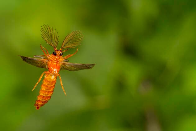 Glowworm beetle (Phengodes sp.) male flying, Tuscaloosa County, Alabama, USA Controlled conditions. July  1557572 JohnxAbbott