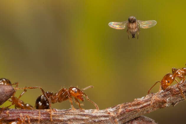 Phorid fly (Pseudacteon tricuspis) female attacking Fire Ants (Solenopsis invicta). Travis County, Texas, USA. Captive. March  1557765 JohnxAbbott