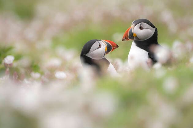 Atlantic puffins (Fratercula arctica) amongst flowering Sea campion (Silene uniflora), Skomer Island, Pembrokeshire, Wales, UK. May.  1558643 RossxHoddinott