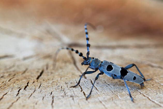 Alpine longhorn beetle (Rosalia alpina), Allier, France, July.  1558932 LorrainexBennery