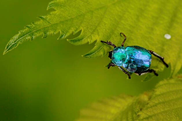 Metallic blue colored beetle (Hoplia coerulea), Loire river, France, July.  1558950 LorrainexBennery