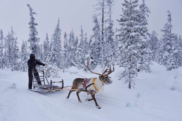 A reindeer sledding tour experience with sami reindeer herdsmen at the Reindeer Lodge in -25 degrees C, run by Nutti Sami Siida, near the Icehotel, in Jukkasjarvi, Lapland, Laponia, Norrbotten county, Sweden January Model released.  1558984 StaffanxWidstrand