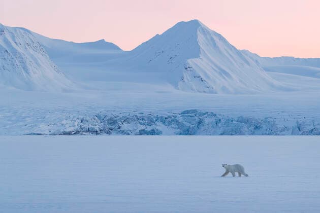 Polar Bear (Ursus maritimus) in front of a glacier in snowy winter landscape at sunset, Spitsbergen, Svalbard, Norway, April  1559288 IngoxArndt
