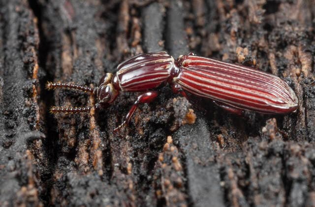 Wrinkled bark beetle (Clinidium sp) in rotten log, Washington State Park, Pennsylvania, USA August  1559794 DougxWechsler