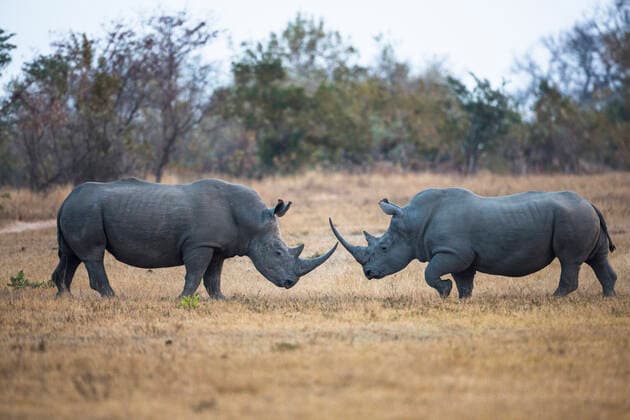 White rhinoceros (Ceratotherium simum) two males fighting, Sabi Sand Game Reserve, South Africa.  1561713 ChristophexCourteau