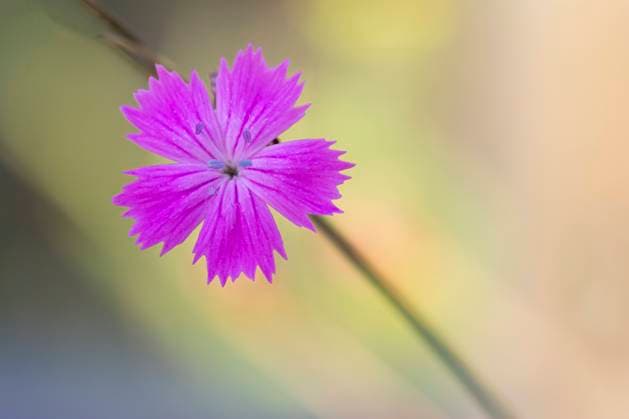 German pink (Dianthus carthusianorum) flower, TU Delft Botanical Garden, Netherlands, August.  1562317 EdwinxGiesbers