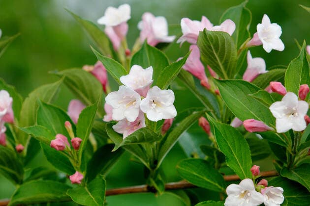 Weigelie (Weigela spec.), bluehender Zweig weigela (Weigela spec.), blooming branch BLWS548890 Copyright: xblickwinkel B.xRainerx