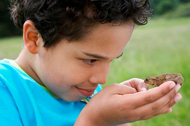 Boy Examining Frog,model released, Symbolfoto 03B72939