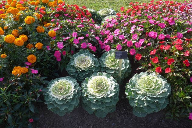 Botanischer Garten von Montreal (Kanada). Im Vordergrund Zierkohl (Chou Ornamental). *** Botanical Garden of Montreal Canada In the foreground Cabbage Chou Ornamental
