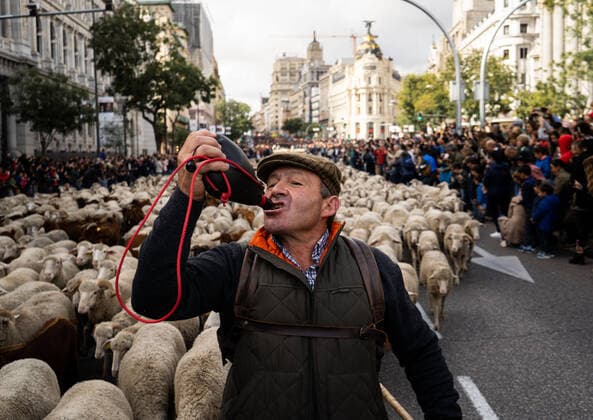 Bilder des Jahres 2019, News 10 Oktober News Themen der KW42 News Bilder des Tages A shepherd guides the flock of sheep during the Fiesta de la Transhumancia-Festival of Transhumance . The festival was started in 1994 to recognize drover s road as public and a unique heritage in the world. October 20,2019.  (2019102006)