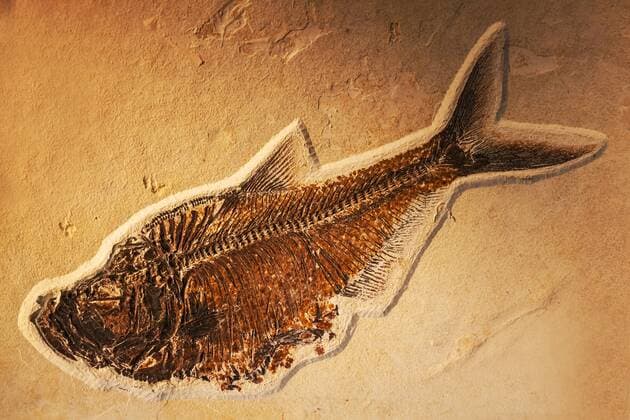 petrified fish 03C63032