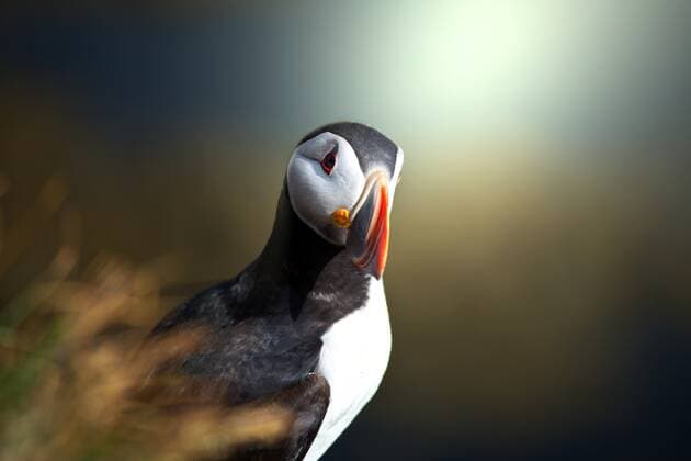 puffin 03C71908