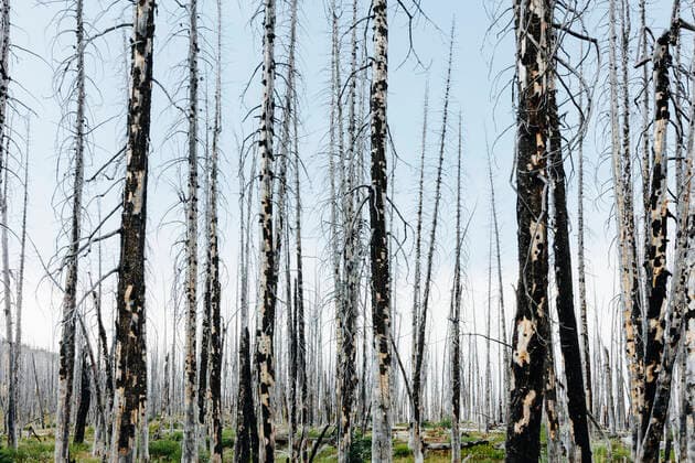 IMAGO Creative: Klimawandel - Grüne Erholung A previously burnt subalpine forest rebounds in summer with lodgepole pine and a variety of wildflowers, yarrow, aster, arnica and corn lily. A previously burnt subalpine forest rebounds in summer with lodgepole pine and a variety of wildflowers, yarrow, aster, arnica and corn lily. ,Lodgepole pine forest  58935