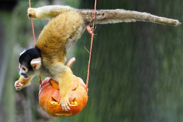 October 23, 2019, Whipsnade, Bedfordshire, United Kingdom: Three spirited tiger cubs are amongst the animals that have been sinking their teeth into Halloween festivities, ahead of Boo at the Zoo, ZSL Whipsnade ZooÃ¢â‚¬â ¢s annual celebration of hairy-scary family fun... ..Keepers at ZSL Whipsnade Zoo carved huge pumpkins for each of the ZooÃ¢â‚¬â ¢s one-year-old endangered Amur tiger cubs, Dmitri, Makari and Czar, and brushed them with intriguing scents including blood and catnip. The inquisitive young tigers used all their senses to investigate and play with their creepy prizes... ..The ZooÃ¢â‚¬â ¢s spirited group of squirrel monkeys also got in on the action, including a three-year-old male named Pumpkin. Keepers prepared a series of small pumpkins, filled with raisins and other tasty snacks, which hung from ropes in their enclosure, f - ZUMAc218 20191023_zia_c218_047 Copyright: xCOVERxImagesx