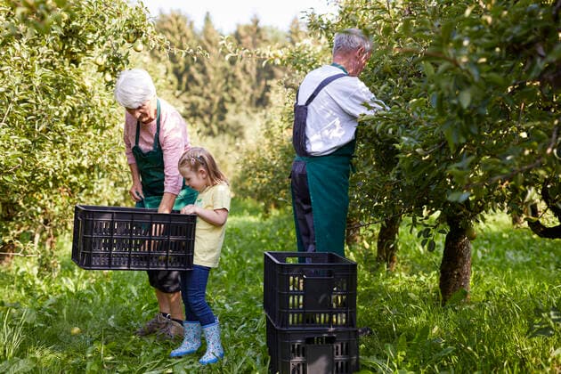 IMAGO Creative: Klimawandel - Umwelterziehung Girl harvesting organic williams pears, helping organic farmers model released Symbolfoto property released  SEBF00254
