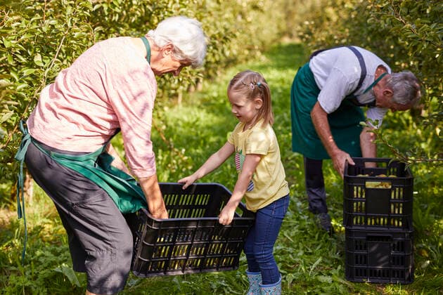 Girl harvesting organic williams pears, helping farmers model released Symbolfoto property released  SEBF00256