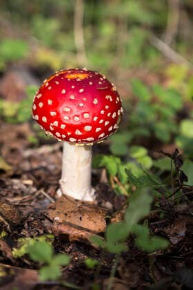 Roter Fliegenpilz in einem Wald in Deutschland *** Red fly agaric in a forest in Germany