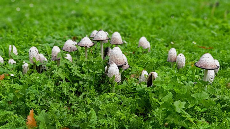 Schopftintling, Schopf-Tintling, Tintenpilz, Tinten-Pilz, Spargelpilz, Spargel-Pilz, Porzellan-Tintling, Porzellantintling (Coprinus comatus, Coprinus ovatus), Fruchtkoerper auf einer Wiese, Deutschland, NRW Shaggy ink cap, Lawyer s wig, Shaggy mane (Coprinus comatus, Coprinus ovatus), fruiting bodies in a meadow, Germany, North Rhine-Westphalia BLWS550036 Copyright: xblickwinkel fotototox
