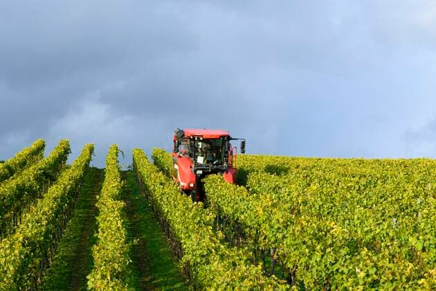 IMAGO Creative, Sommer, Weinfeste und Weinwanderungen Traubenvollernter bei der Traubenernte, Baden-Württemberg, Deutschland, Europa *** Grape harvester at the grape harvest, Baden Württemberg, Germany, Europe Copyright: imageBROKER/Lilly ibltke05060309.jpg