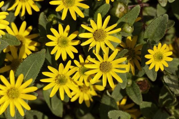  Sanvitalia procumbens Solaris Table , Husarenkopf *** Sanvitalia procumbens Solaris Table , Hussar head Copyright: imageBROKER/LotharxHinz ibxiqx05034433.jpg