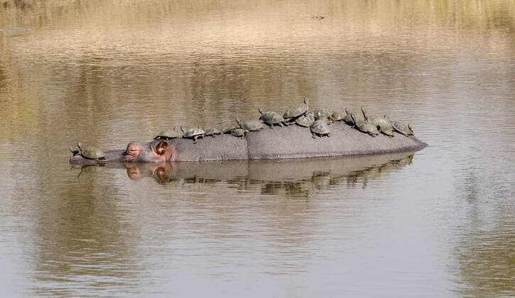 Bilder des Jahres 2019, News 10 Oktober News Bilder des Tages EXCLUSIVE; POND TAXI; KRUGER NATIONAL PARK; SOUTH AFRICA ***EXCLUSIVE *** KRUGER NATIONAL PARK, SOUTH AFRICA - SEPTEMBER 2014: Terrapins take a ride on a Hippopotamuses back in Kruger National Park, South Africa. This comical scene was captured by 42-year-old housewife, Elaine de Klerk. ?I have never seen anything like this before?, says de Klerk who jokingly called the hippo a ?pond taxi?. The terrapins are thought to use hippos to bathe in the sun, not disturbing the giant creatures at all. PHOTOGRAPH: ELAINE DE KLERK GREATSTOCK SOUTH AFRICA GSE-EDL-92904102-001 