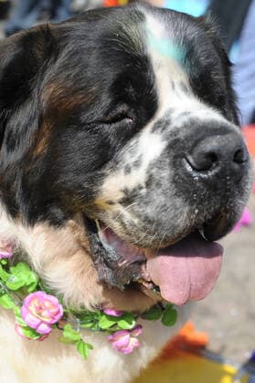 Dogs celebrate Kukur Tihar ÒDay of the DogsÓ MEXICO CITY, MEXICO - OCTOBER 30: Dogs seen during Kukur Tihar Festival or day of the dogs the animals, are adorned with flowers, are celebrated and blessed with a Tika - a red mark applied to their forehead. as part of the ceremony. their receives flowers garlands and offered food as part of the festival. Hindus believe that dog is the messenger of Yamaraj - the God of death - and by keeping the dogs in good humour they will be able to appease Yamaraj himself. at Monumento de la Revolucion on October 30, 2019 in Mexico City, Mexico  Copyright: xCarlosxTischlerx EYE_9437
