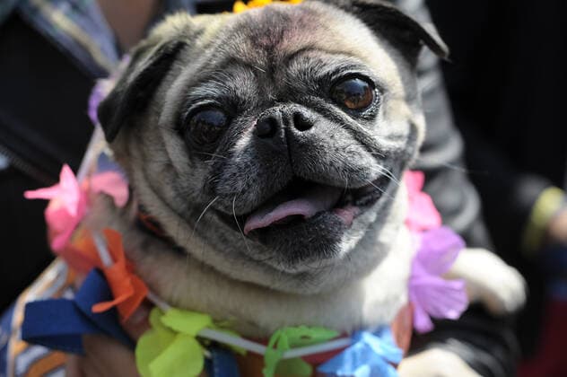 Dogs celebrate Kukur Tihar ÒDay of the DogsÓ MEXICO CITY, MEXICO - OCTOBER 30: Dogs seen during Kukur Tihar Festival or day of the dogs the animals, are adorned with flowers, are celebrated and blessed with a Tika - a red mark applied to their forehead. as part of the ceremony. their receives flowers garlands and offered food as part of the festival. Hindus believe that dog is the messenger of Yamaraj - the God of death - and by keeping the dogs in good humour they will be able to appease Yamaraj himself. at Monumento de la Revolucion on October 30, 2019 in Mexico City, Mexico  Copyright: xCarlosxTischlerx EYE_9441