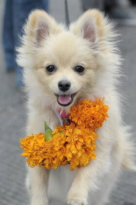 Dogs celebrate Kukur Tihar ÒDay of the DogsÓ MEXICO CITY, MEXICO - OCTOBER 30: Dogs seen during Kukur Tihar Festival or day of the dogs the animals, are adorned with flowers, are celebrated and blessed with a Tika - a red mark applied to their forehead. as part of the ceremony. their receives flowers garlands and offered food as part of the festival. Hindus believe that dog is the messenger of Yamaraj - the God of death - and by keeping the dogs in good humour they will be able to appease Yamaraj himself. at Monumento de la Revolucion on October 30, 2019 in Mexico City, Mexico  Copyright: xCarlosxTischlerx EYE_9526