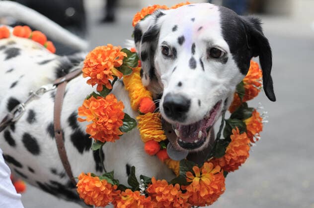 Dogs celebrate Kukur Tihar ÒDay of the DogsÓ MEXICO CITY, MEXICO - OCTOBER 30: Dogs seen during Kukur Tihar Festival or day of the dogs the animals, are adorned with flowers, are celebrated and blessed with a Tika - a red mark applied to their forehead. as part of the ceremony. their receives flowers garlands and offered food as part of the festival. Hindus believe that dog is the messenger of Yamaraj - the God of death - and by keeping the dogs in good humour they will be able to appease Yamaraj himself. at Monumento de la Revolucion on October 30, 2019 in Mexico City, Mexico  Copyright: xCarlosxTischlerx EYE_9142