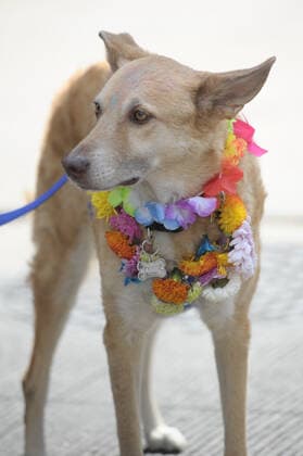 Dogs celebrate Kukur Tihar ÒDay of the DogsÓ MEXICO CITY, MEXICO - OCTOBER 30: Dogs seen during Kukur Tihar Festival or day of the dogs the animals, are adorned with flowers, are celebrated and blessed with a Tika - a red mark applied to their forehead. as part of the ceremony. their receives flowers garlands and offered food as part of the festival. Hindus believe that dog is the messenger of Yamaraj - the God of death - and by keeping the dogs in good humour they will be able to appease Yamaraj himself. at Monumento de la Revolucion on October 30, 2019 in Mexico City, Mexico  Copyright: xCarlosxTischlerx EYE_9238