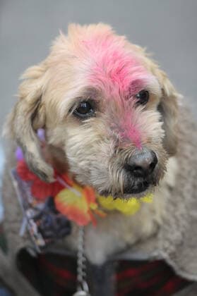Dogs celebrate Kukur Tihar ÒDay of the DogsÓ MEXICO CITY, MEXICO - OCTOBER 30: Dogs seen during Kukur Tihar Festival or day of the dogs the animals, are adorned with flowers, are celebrated and blessed with a Tika - a red mark applied to their forehead. as part of the ceremony. their receives flowers garlands and offered food as part of the festival. Hindus believe that dog is the messenger of Yamaraj - the God of death - and by keeping the dogs in good humour they will be able to appease Yamaraj himself. at Monumento de la Revolucion on October 30, 2019 in Mexico City, Mexico  Copyright: xCarlosxTischlerx EYE_9340