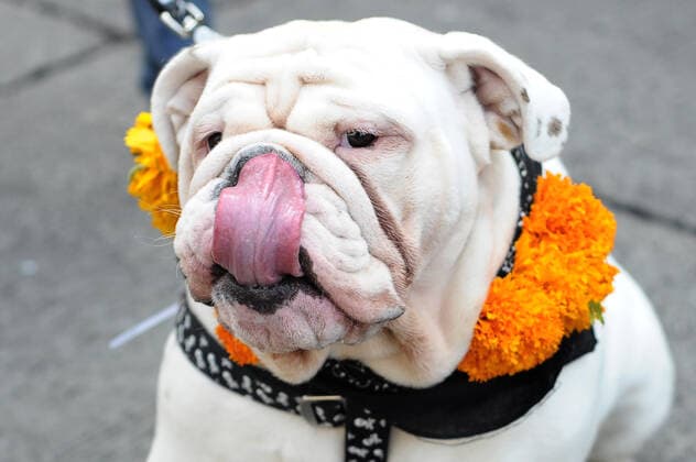Dogs celebrate Kukur Tihar ÒDay of the DogsÓ MEXICO CITY, MEXICO - OCTOBER 30: Dogs seen during Kukur Tihar Festival or day of the dogs the animals, are adorned with flowers, are celebrated and blessed with a Tika - a red mark applied to their forehead. as part of the ceremony. their receives flowers garlands and offered food as part of the festival. Hindus believe that dog is the messenger of Yamaraj - the God of death - and by keeping the dogs in good humour they will be able to appease Yamaraj himself. at Monumento de la Revolucion on October 30, 2019 in Mexico City, Mexico  Copyright: xCarlosxTischlerx EYE_9698
