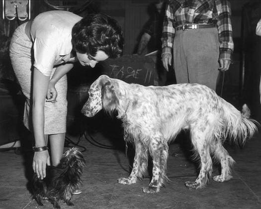 Elizabeth Taylor & Dogs Characters: Margaret Maggie the Cat Pollitt & Film: Cat On A Hot Tin Roof (USA 1958) Director: Richard Brooks 18 September 1958  Copyright: MaryxEvansxAFxArchive 12069607 editorial use only