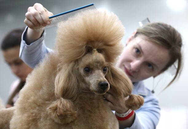 Bilder des Jahres 2019, Entertainment 11 November Entertainment Themen der Woche KW44 Entertainment Bilder des Tages MOSCOW, RUSSIA - NOVEMBER 2, 2019: A royal poodle takes part in the international dog show Russia 2019 held at the Crocus Expo International Exhibition Centre. Sergei Karpukhin TASS  TS0C1835
