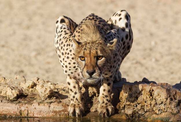  Gepard (Acinonyx jubatus), Weibchen an einem Wasserloch, Kalahari-Wüste, Kgalagadi Transfrontier Park, Südafrika *** Cheetah Acinonyx jubatus , female at a waterhole, Kalahari Desert, Kgalagadi Transfrontier Park, South Africa Copyright: imageBROKER/ThomasxDressler ibxtdr05059288.jpg