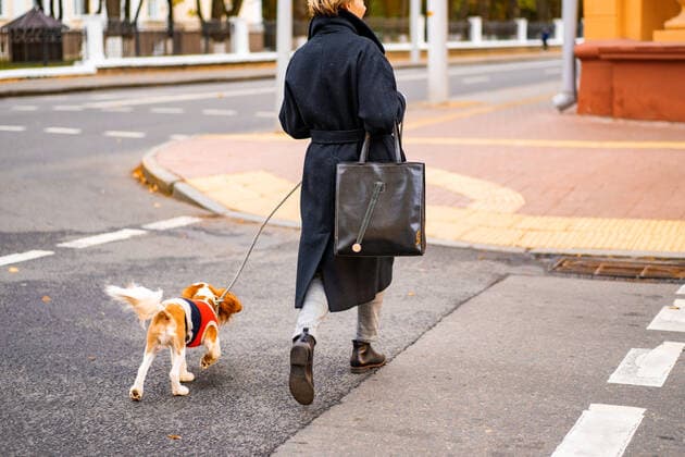 A woman walks in the city with a cavalier king charles spaniel dog. Belarus, Minsk Region, Minsk CR_YUKI191028-223057-01