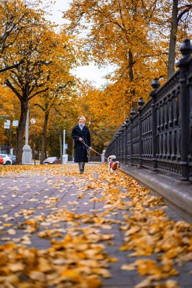 Woman walks in autumn park with a Cavalier King Charles Spaniel dog Belarus, Minsk Region, Minsk CR_YUKI191028-223103-01