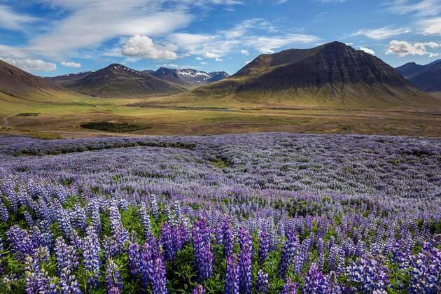 IMAGO Nature: Unsere Erde, Klimawandel, Ernährung, Pflanzen der Zukunft, Lupinen  Blau blühende Alaska-Lupinen (Lupinus nootkatensis) vor Vulkanbergen, Wolkenformation. bei Pingeyri, Westfjorde, Island, Europa *** Blue flowering Alaska Lupines Lupinus nootkatensis in front of volcanic mountains, cloud formation near Pingeyri, Westfjords, Iceland, Europe Copyright: imageBROKER/HarryxLaub ibxhal04973214.jpg
