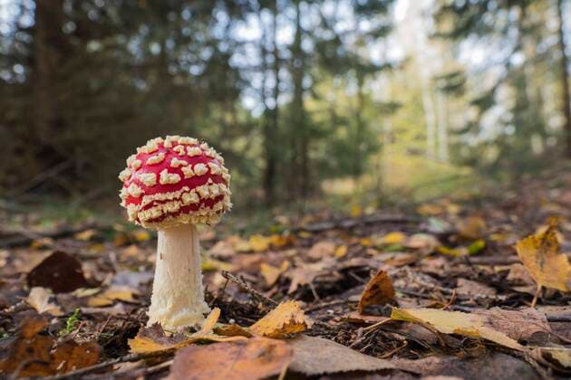 Fly agaric Amanita muscaria in the forest, Hesse, Germany, Europe Copyright: imageBROKER/WilfriedxMartin ibxwma05066714.jpg