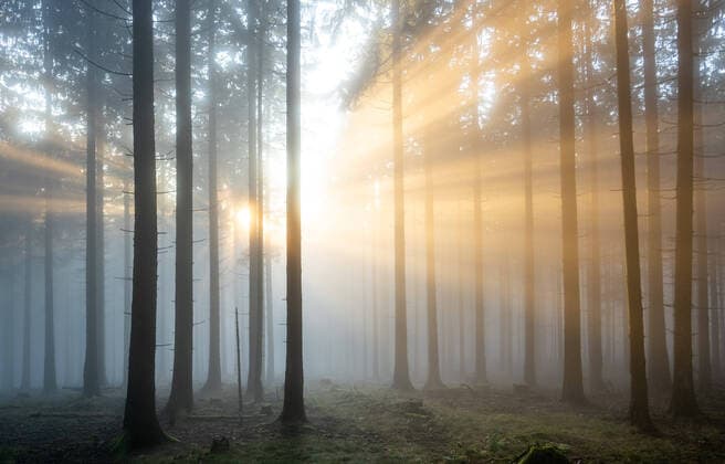 Fog in the Taunus 10 11 2019, Kronberg Hessen Fog rays of the low sun between trees in the forest at the Altkönig im Taunus , Kronberg Germany
