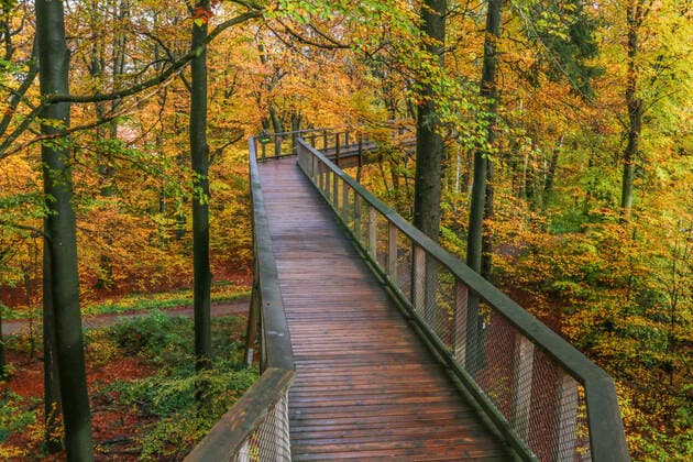 Cloef-Atrium, 66693 Mettlach Themenfoto Herbst, 05.11.2019 Baumwipfelpfad in Mettlach im goldenen Herbst, Themenfoto Herbst, 05.11.2019 - Fofo: Jogi Eibner-Pressefoto *** Cloef Atrium, 66693 Mettlach theme photo autumn, 05 11 2019 treetop path in Mettlach in golden autumn, theme photo autumn, 05 11 2019 Fofo Jogi Eibner press photo Copyright: xAugstx xEibner-Pressefotox EP_jat