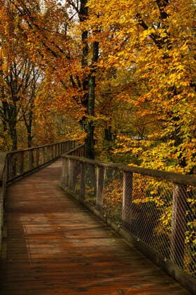 Cloef-Atrium, 66693 Mettlach Themenfoto Herbst, 05.11.2019 Blicj in den regennassen bunten Herbstwald, Themenfoto Herbst, 05.11.2019 - Fofo: Jogi Eibner-Pressefoto *** Cloef Atrium, 66693 Mettlach Theme photo Autumn, 05 11 2019 Blicj in the rain-wet colourful autumn forest, Theme photo Autumn, 05 11 2019 Fofo Jogi Eibner Press photo Copyright: xAugstx xEibner-Pressefotox EP_jat