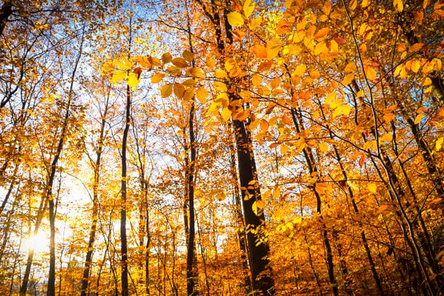 Autumn natural forest in Scharbeutz, Schleswig Holstein, Germany, Europe ** NUR FUER REDAKTIONELLE ZWECKE ** EDITORIAL USE ONLY **