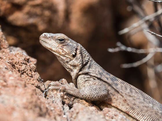 An adult common chuckwalla (Sauromalus ater), basking in the sun at Isla Danzante, Baja California Sur, Mexico, North America Copyright: MichaelxNolan 1112-4397