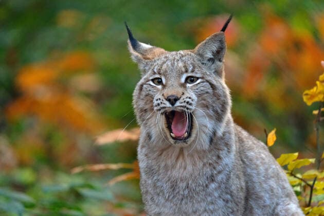 u.B.z. Nordluchs in verschiedenen Aktionen. Luchs *** u B z Nordluchs in different actions Luchs